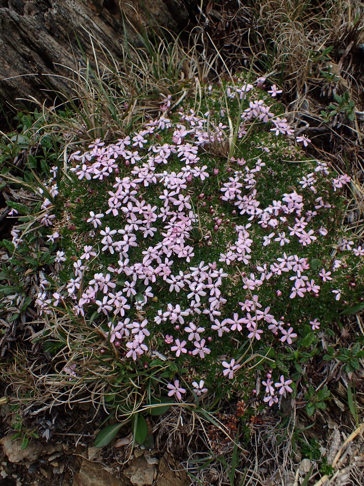 Silene acaulis (Moss Campion) (alternate view 11)