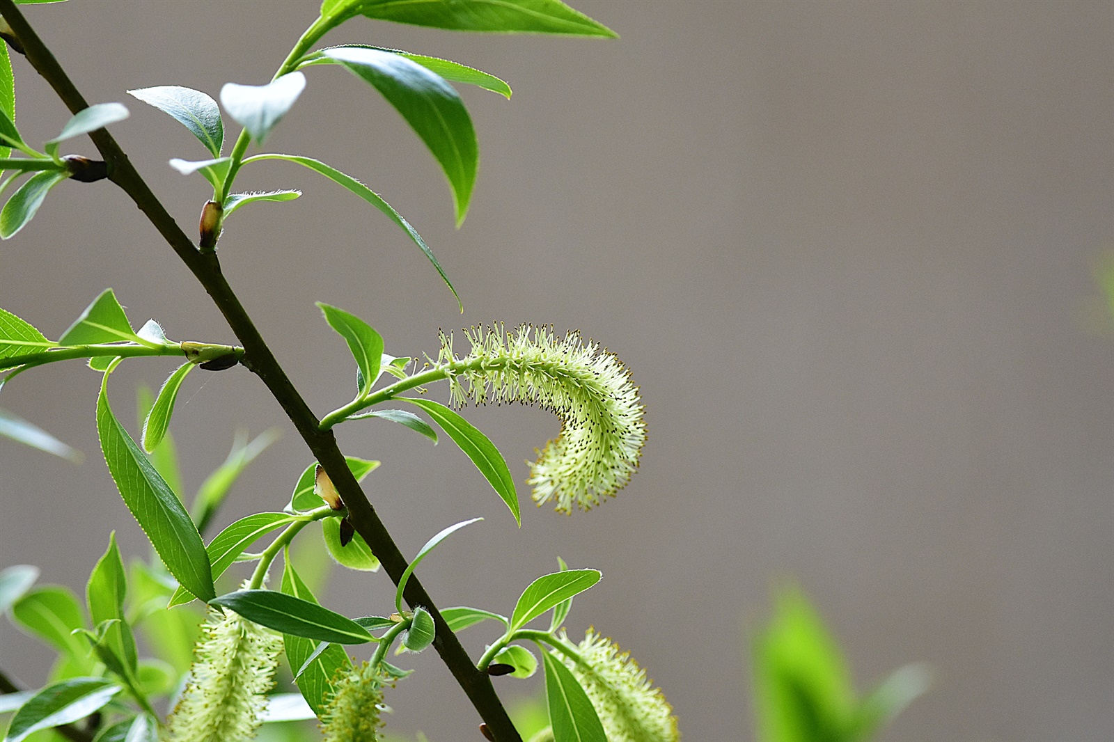 Salix × fragilis (hybrid crack willow)