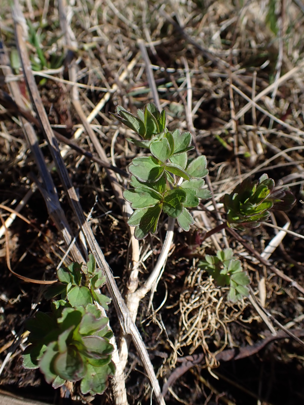 Thalictrum minus (Lesser Meadow-rue) (alternate view 12)