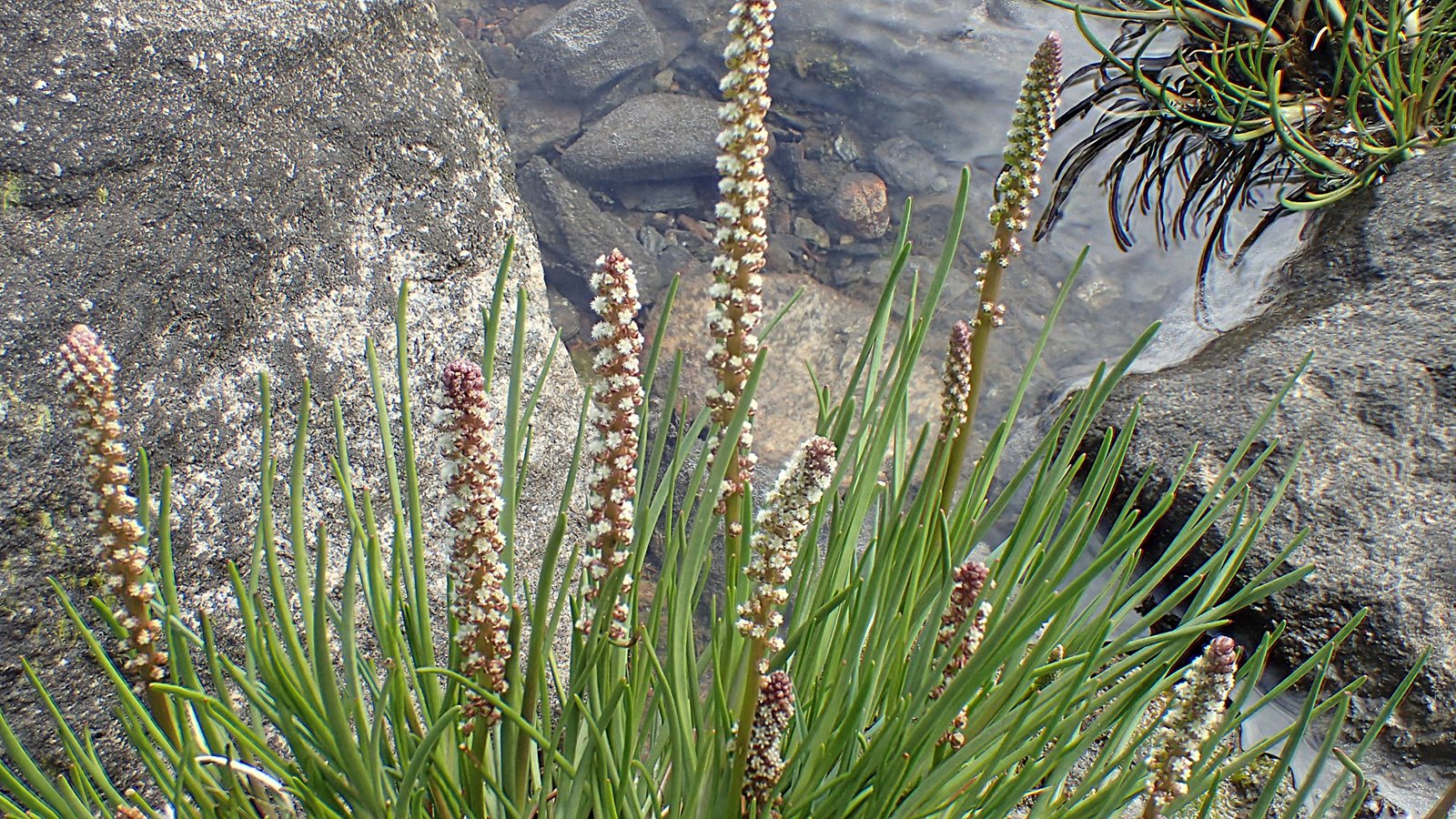 Triglochin maritima (common arrowgrass) (alternate view 11)