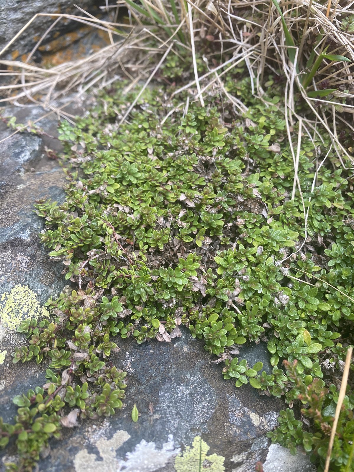 Thymus pseudolanuginosus (Woolly Thyme) (alternate view 2)