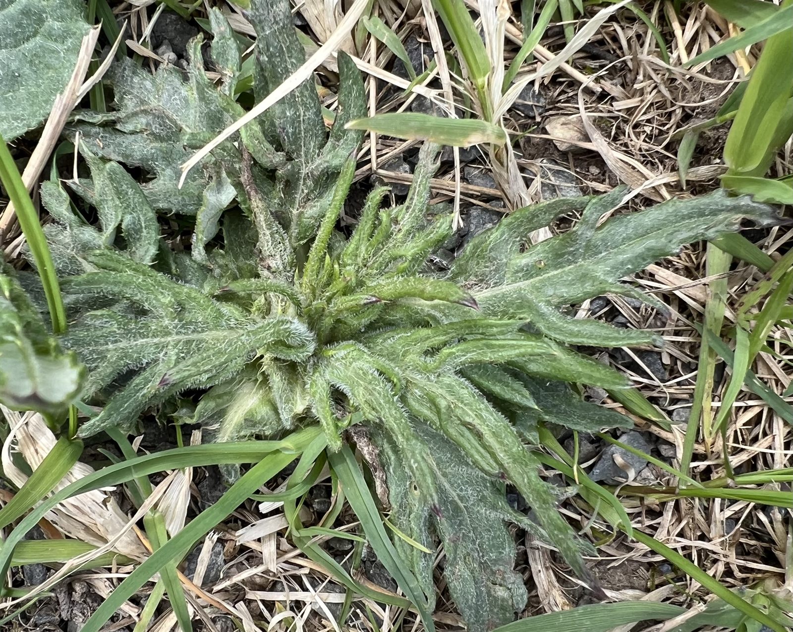 Cirsium heterophyllum (Melancholy Thistle) (alternate view 12)
