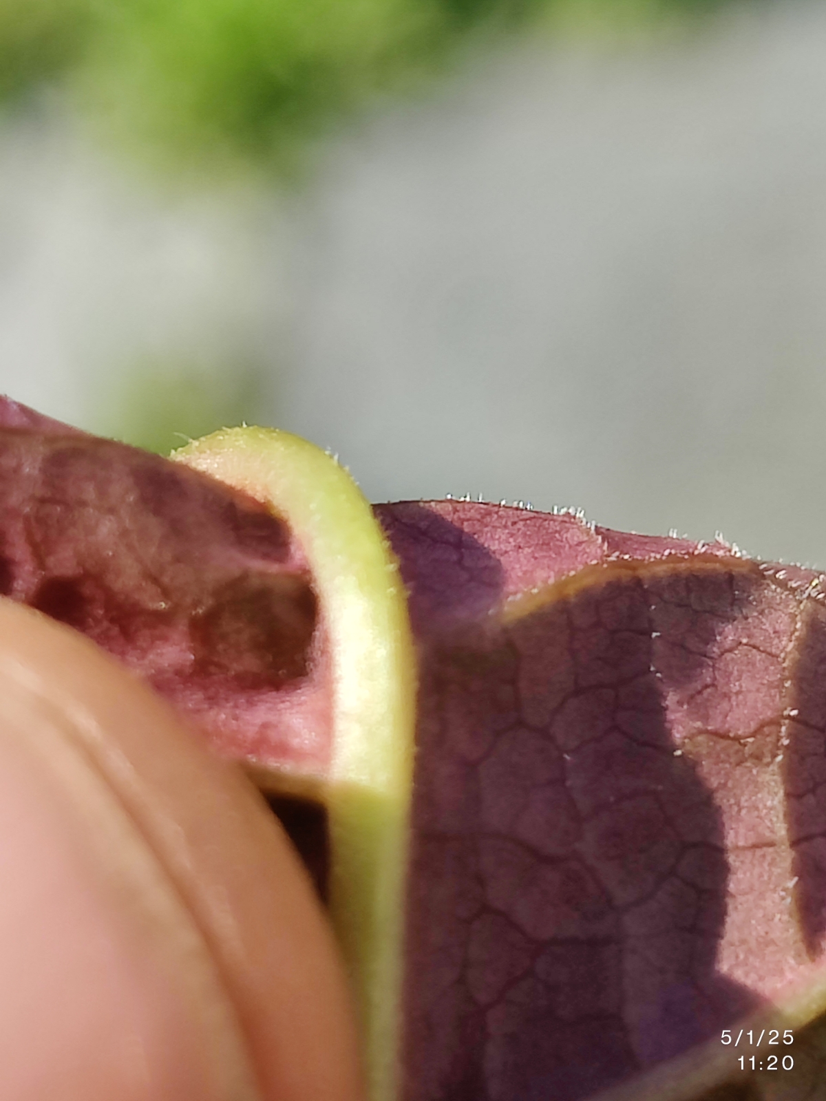 Fallopia × bohemica (Bohemian giant knotweed) (alternate view 2)