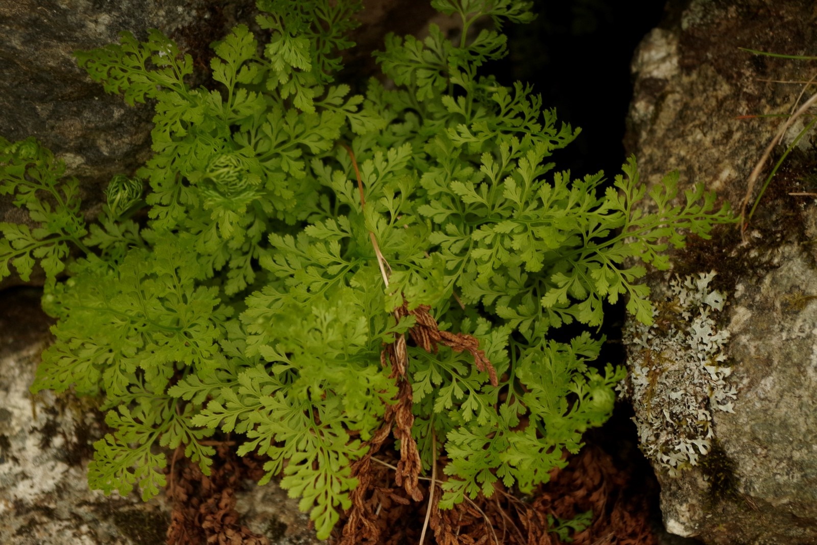 Cryptogramma crispa (parsley fern) (alternate view 13)