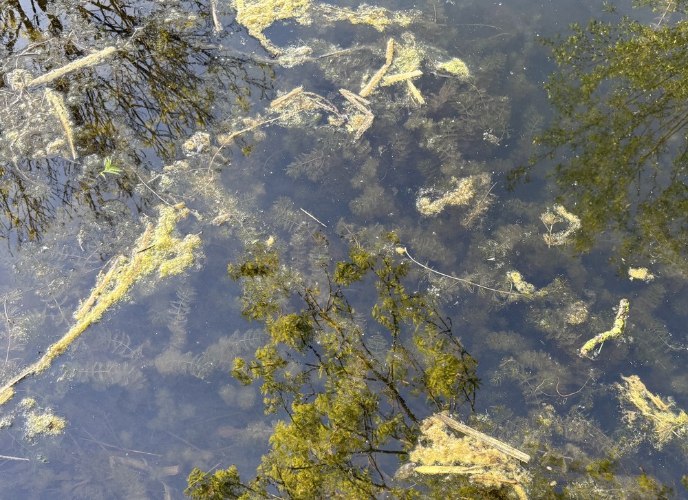 Myriophyllum spicatum (Eurasian watermilfoil) (alternate view 12)