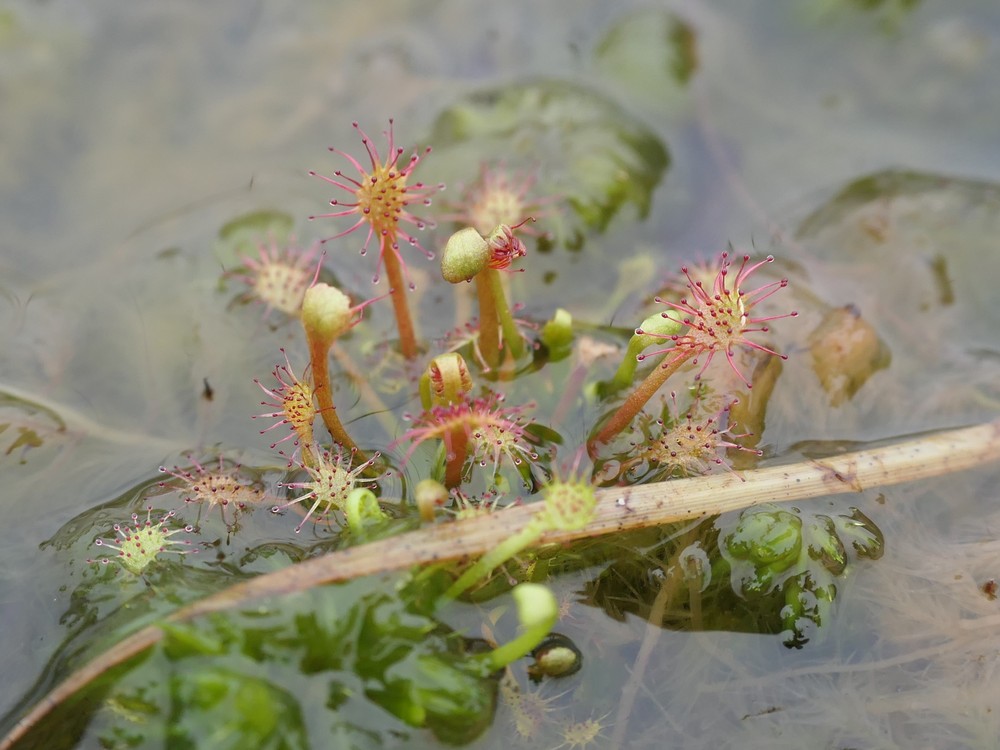 Drosera intermedia (spoonleaf sundew) (alternate view 11)