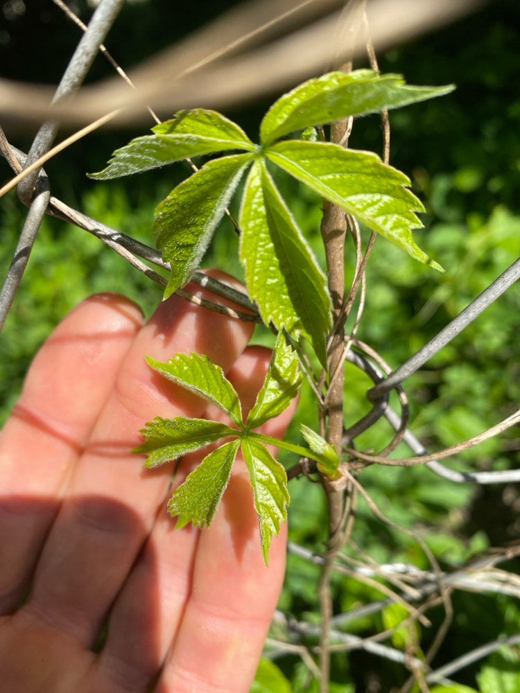 Parthenocissus inserta (thicket creeper) (alternate view 10)
