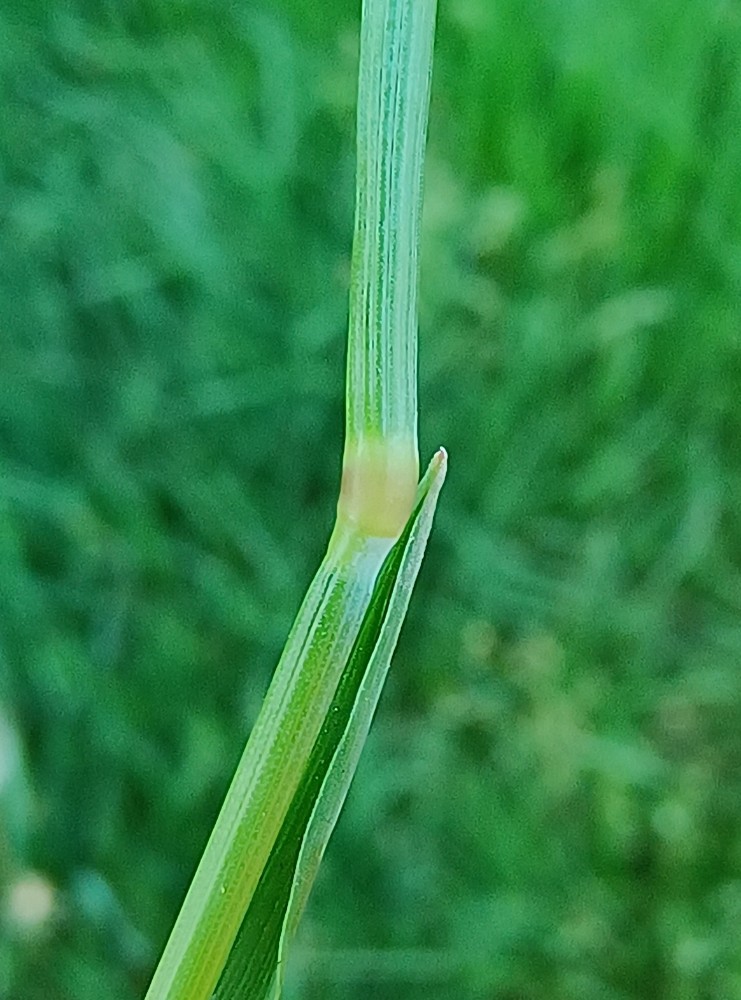 Alopecurus geniculatus (Marsh foxtail) (alternate view 9)