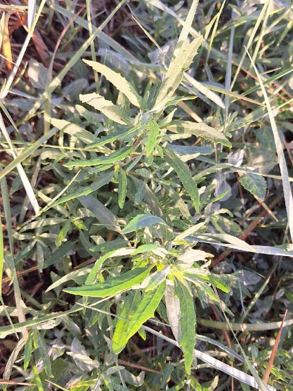 Atriplex littoralis (Grass-leaved Orache) (alternate view 12)