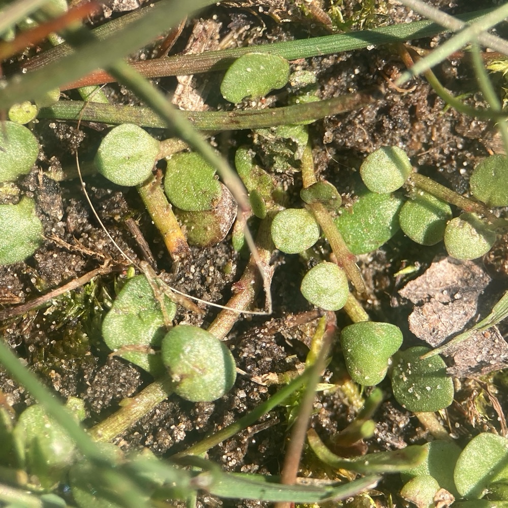 Lysimachia tenella (Bog Pimpernel) (alternate view 13)