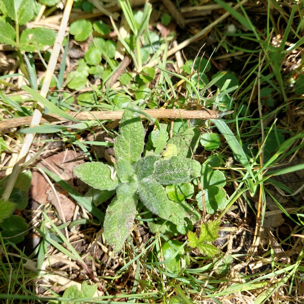 Pulicaria dysenterica (Common Fleabane) (alternate view 14)