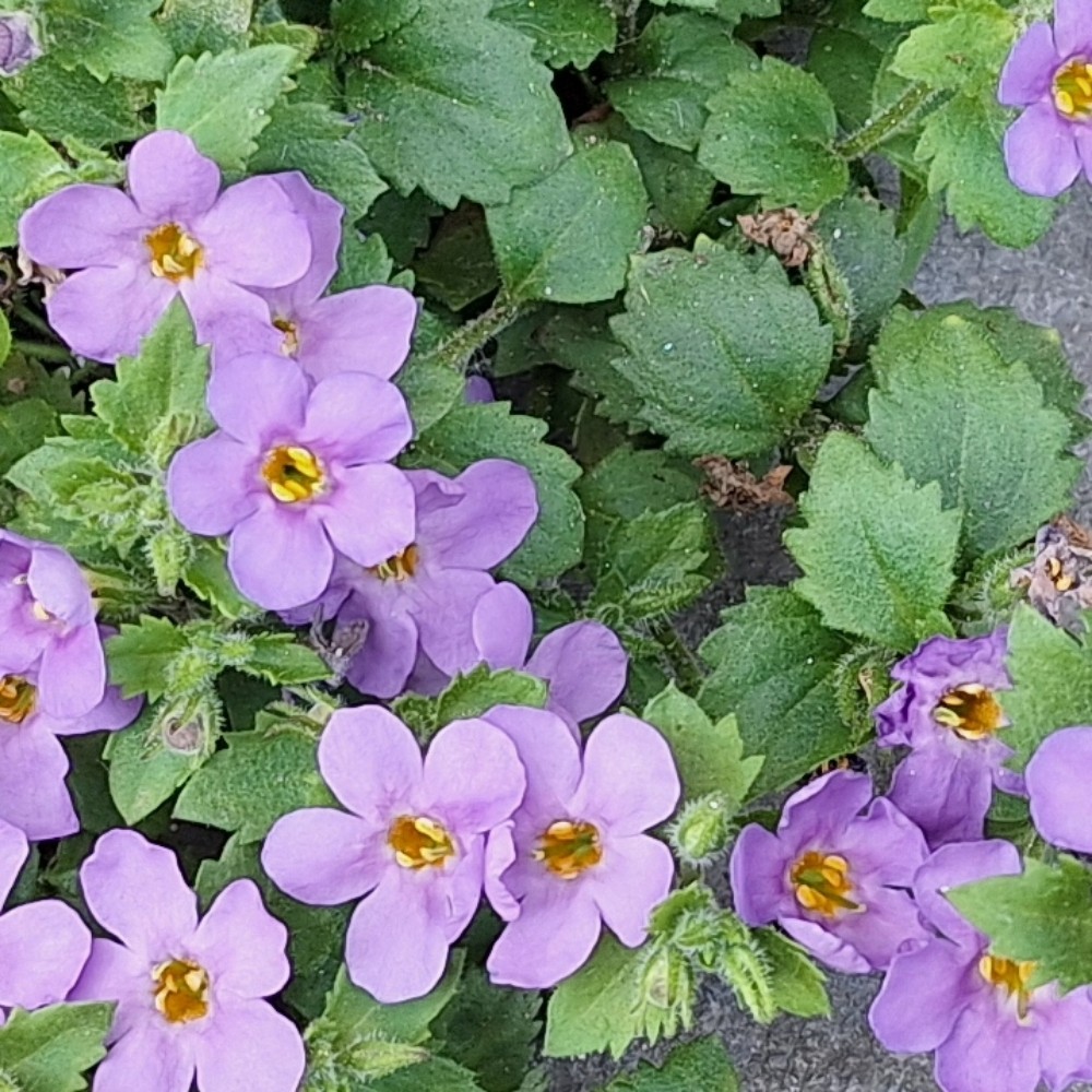 Sutera (Bacopa) (alternate view 3)