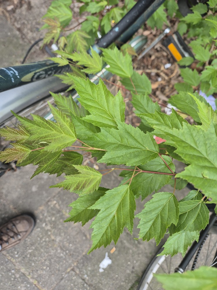 Acer ginnala (Amur Maple)
