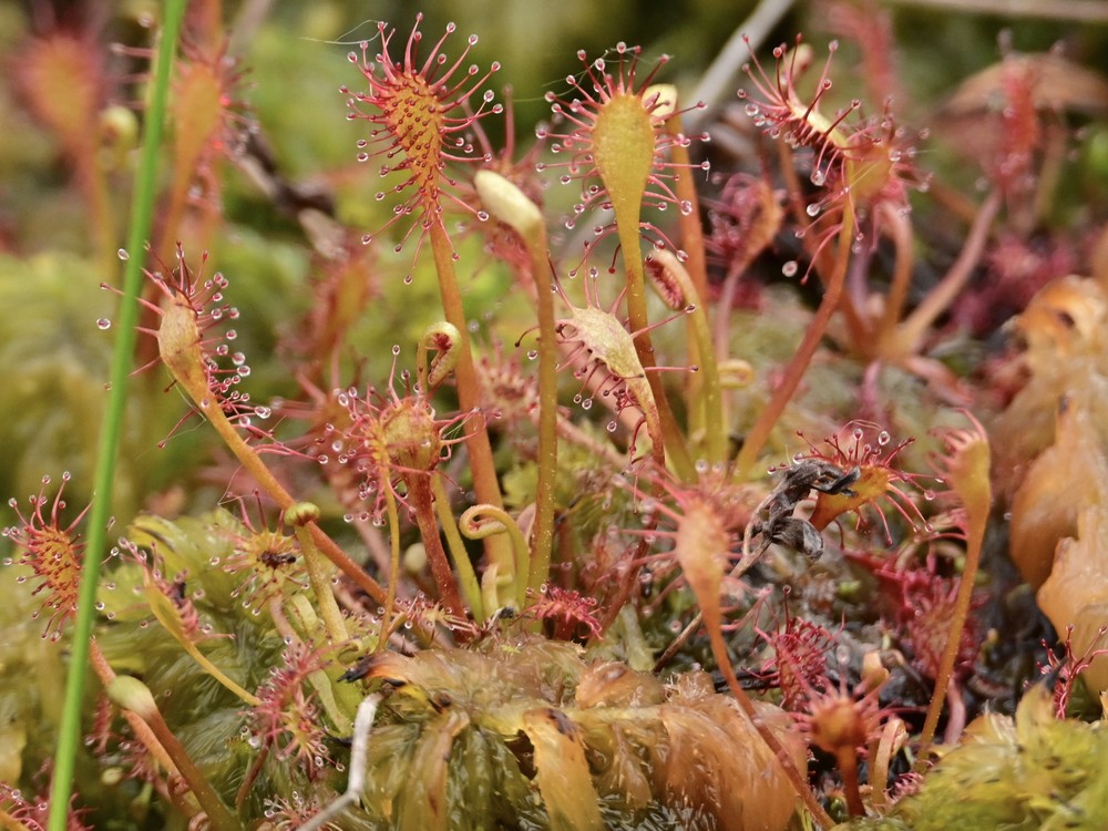 Drosera intermedia (spoonleaf sundew) (alternate view 12)