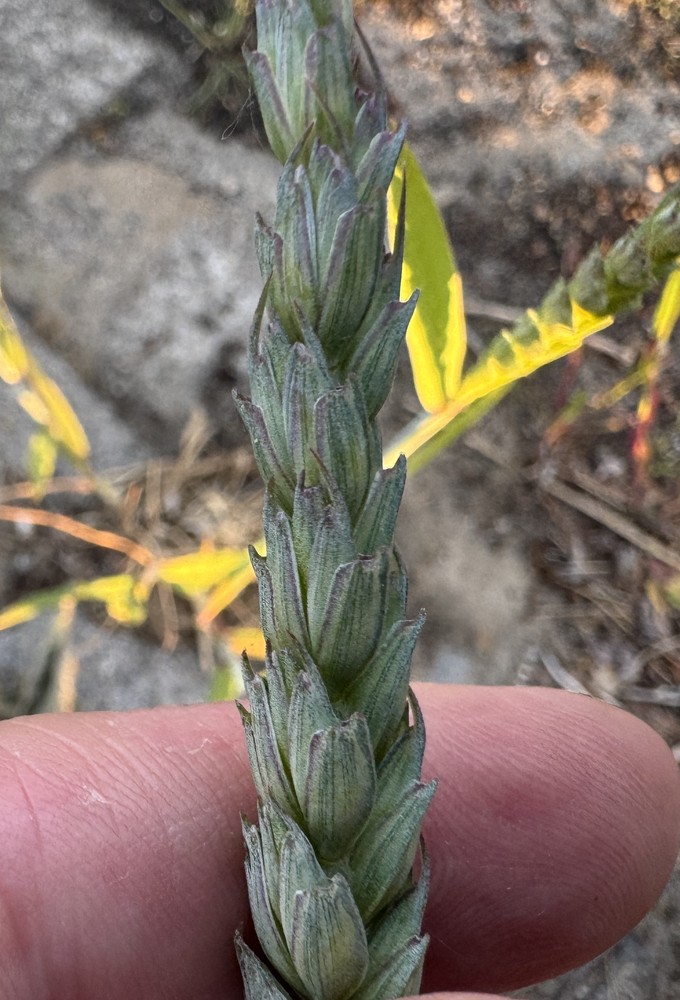 Triticum aestivum (Bread Wheat) (alternate view 11)