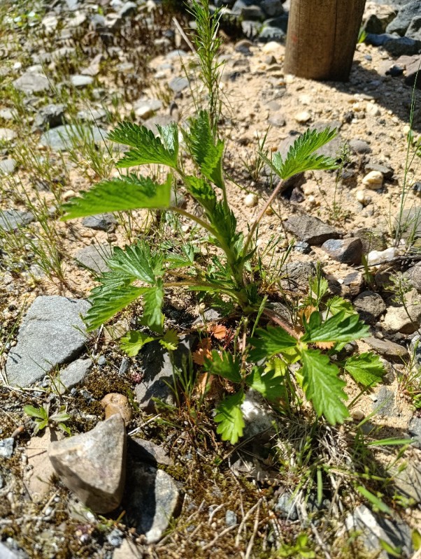 Potentilla norvegica (rough cinquefoil) (alternate view 11)