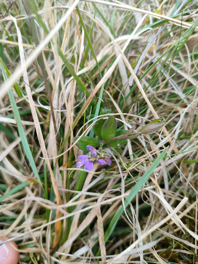 Polygala serpyllifolia (Heath Milkwort) (alternate view 14)