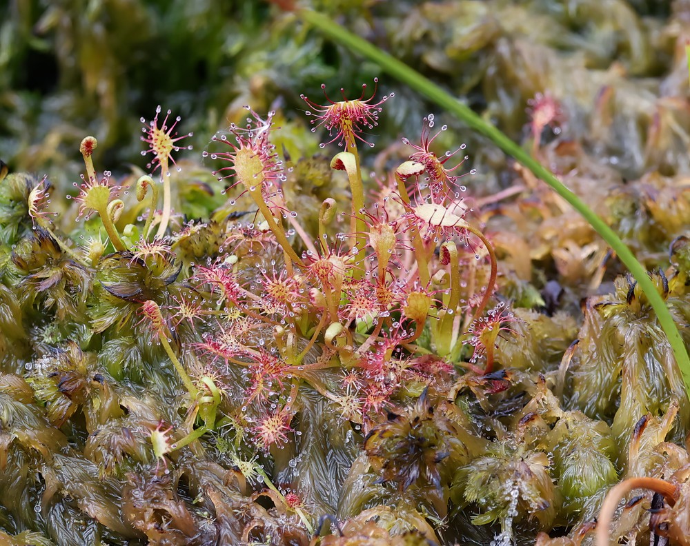 Drosera intermedia (spoonleaf sundew) (alternate view 14)