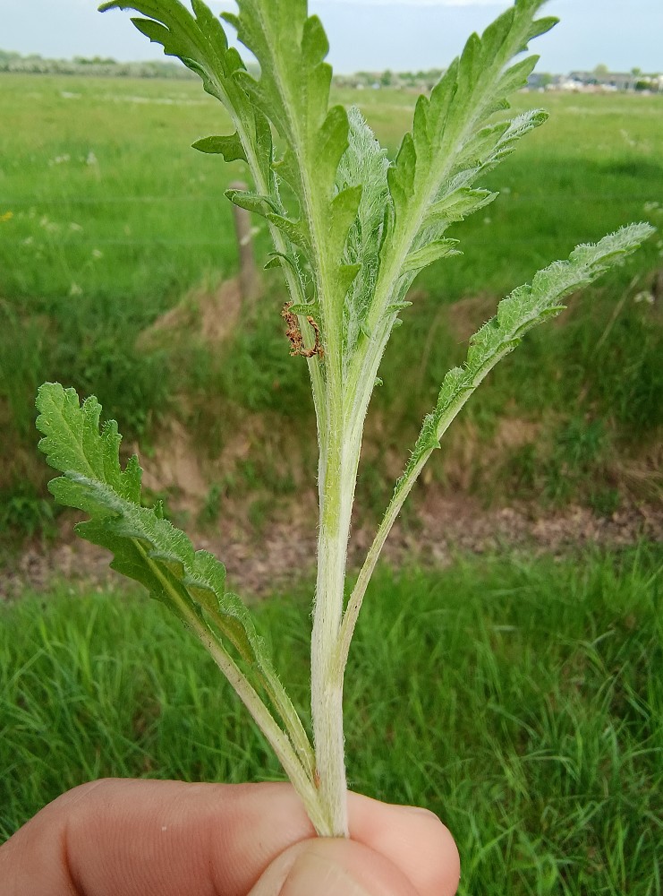 Jacobaea erucifolia (Hoary Ragwort) (alternate view 11)