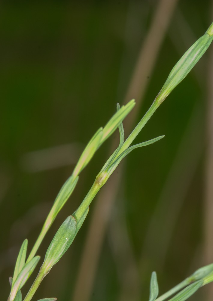 Dianthus deltoides