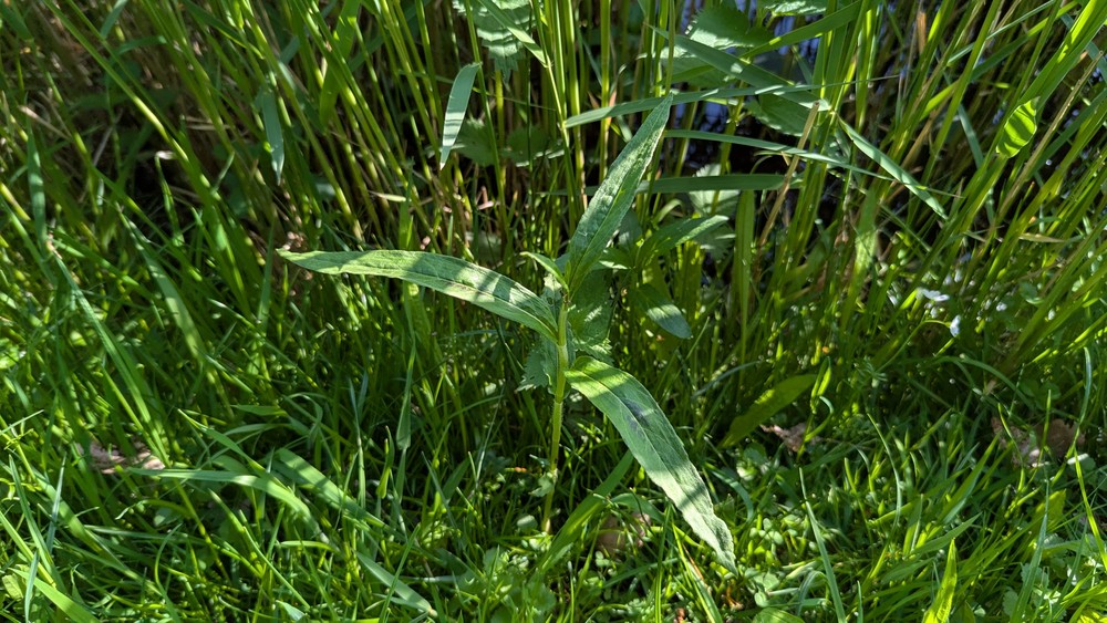 Stachys palustris (Marsh Woundwort) (alternate view 12)