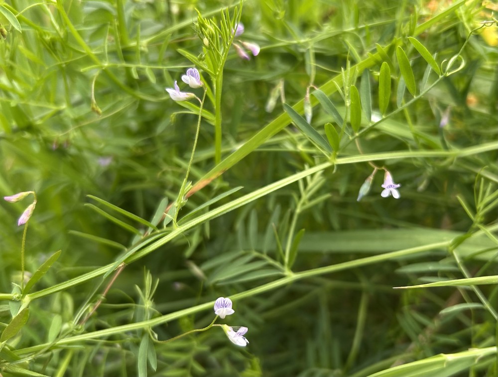 Vicia tetrasperma (Lentil Vetch) (alternate view 11)