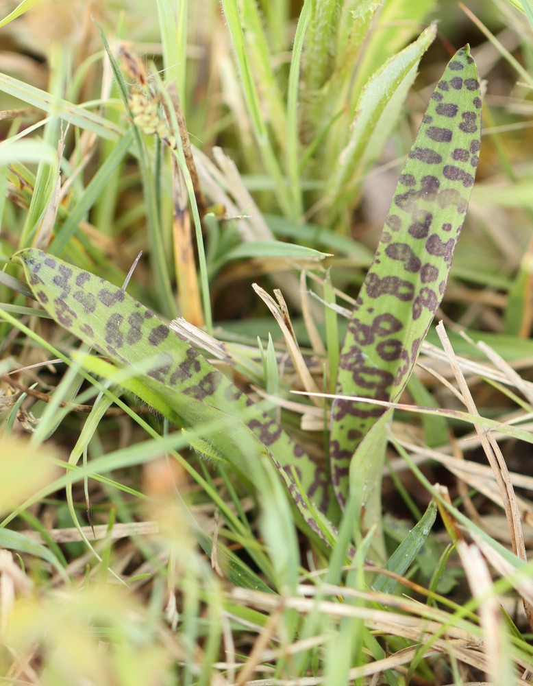 Dactylorhiza praetermissa (Southern Marsh-orchid) (alternate view 7)