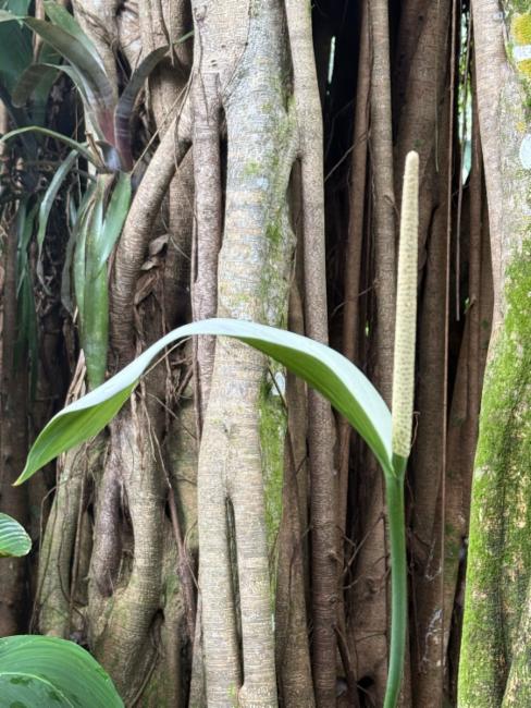 Spathiphyllum (peace lillies)