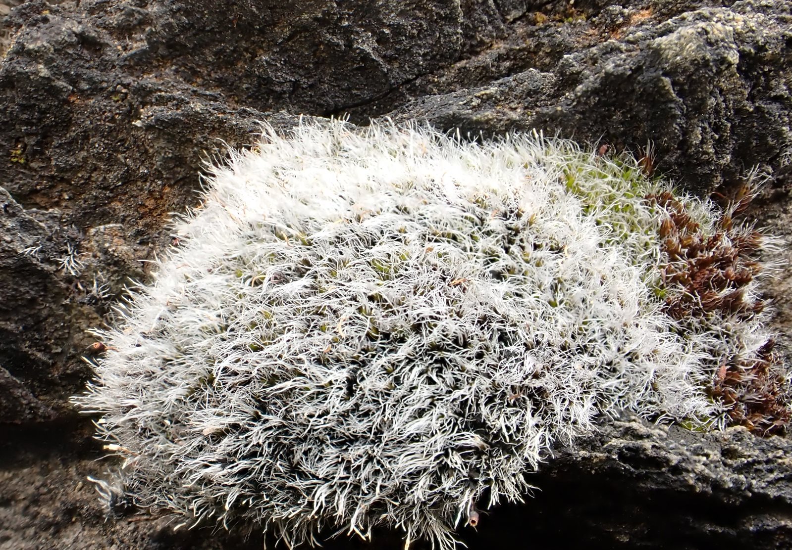 Grimmia laevigata (Grimmia Dry Rock Moss) (alternate view 11)