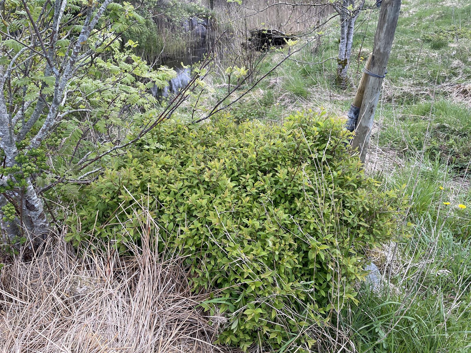 Spiraea japonica (Japanese Spirea) (alternate view 2)