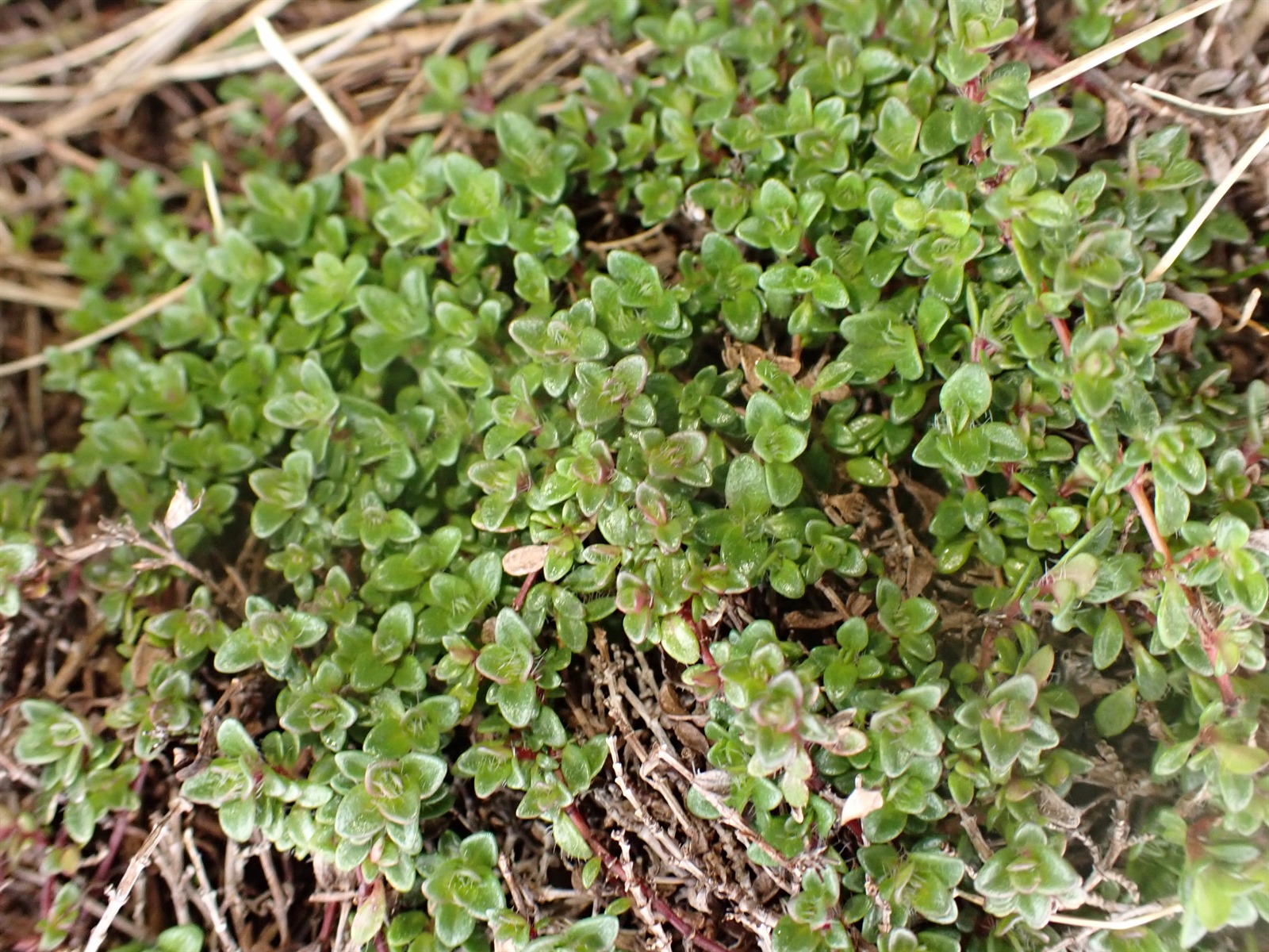 Thymus pseudolanuginosus (Woolly Thyme) (alternate view 3)