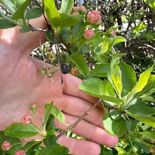 Malus sargentii (Sargent Crabapple Tree)