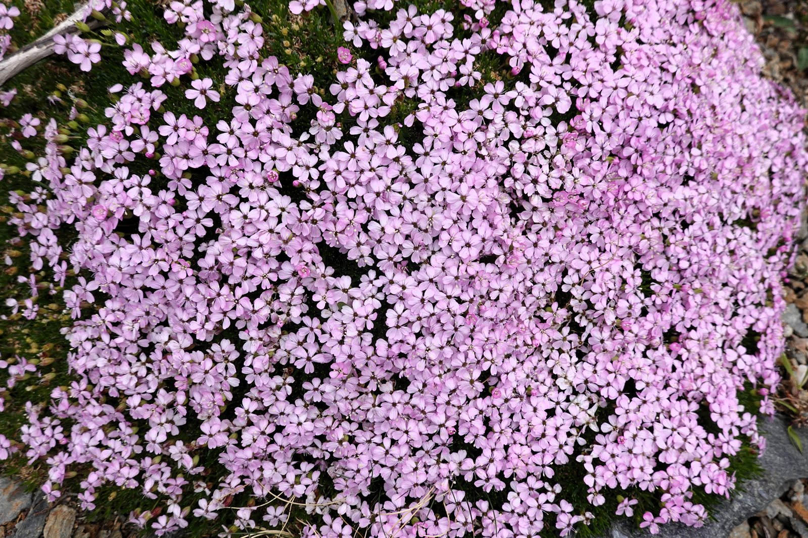 Silene acaulis (Moss Campion) (alternate view 13)
