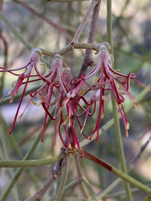 Amyema cambagei (needle-leaf mistletoe) (alternate view 10)