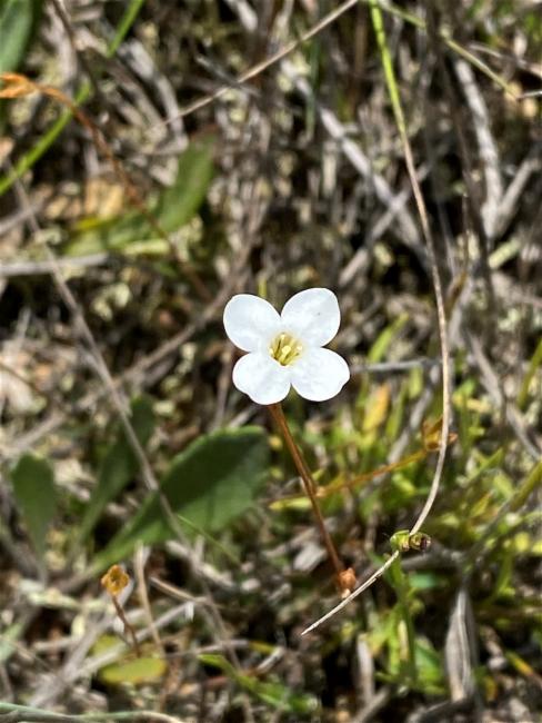 Mitrasacme polymorpha (Mitre Weed) (alternate view 11)