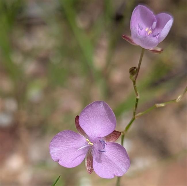 Murdannia graminea (Grass Lily) (alternate view 11)