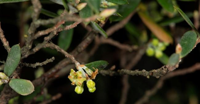 Monotoca elliptica (Tree Broom-heath) (alternate view 10)