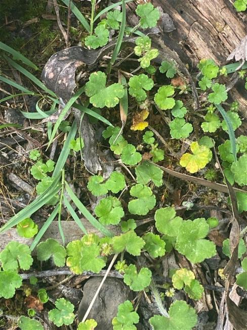 Hydrocotyle hirta (Hairy Pennywort) (alternate view 7)