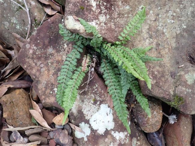Doodia caudata (Small Rasp Fern) (alternate view 12)