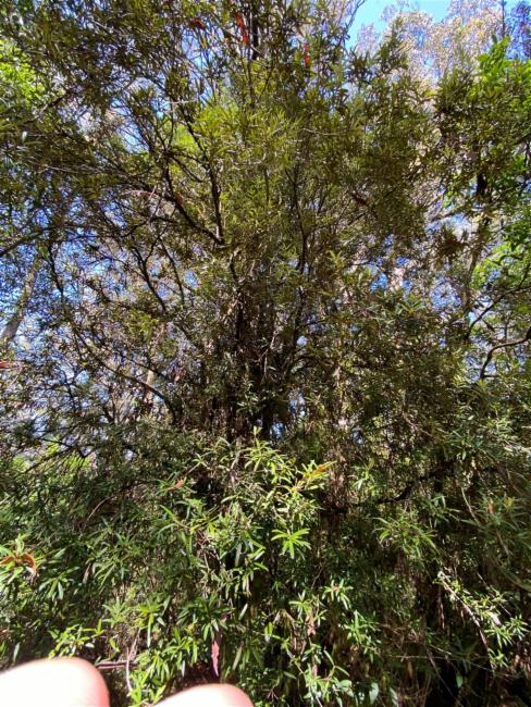 Pittosporum bicolor (Banyalla) (alternate view 10)