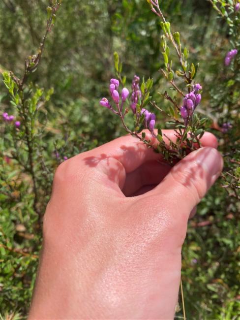Comesperma ericinum (Pink Matchheads) (alternate view 12)