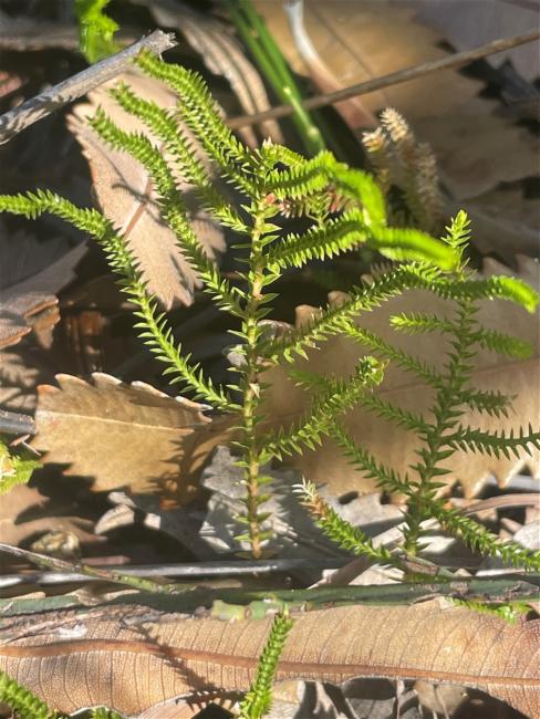 Selaginella uliginosa (Swamp Spikemoss) (alternate view 12)