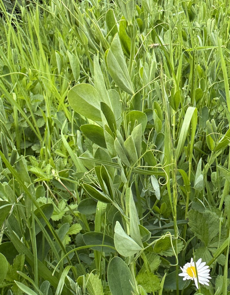 Lathyrus tuberosus