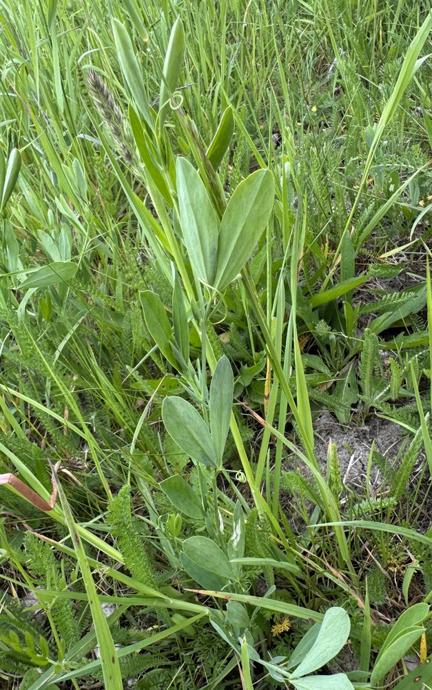 Lathyrus tuberosus (alternate view 2)