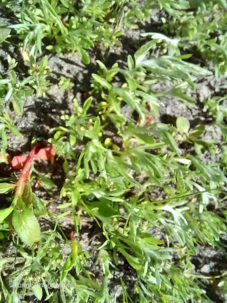Gnaphalium uliginosum (marsh cudweed) (alternate view 13)