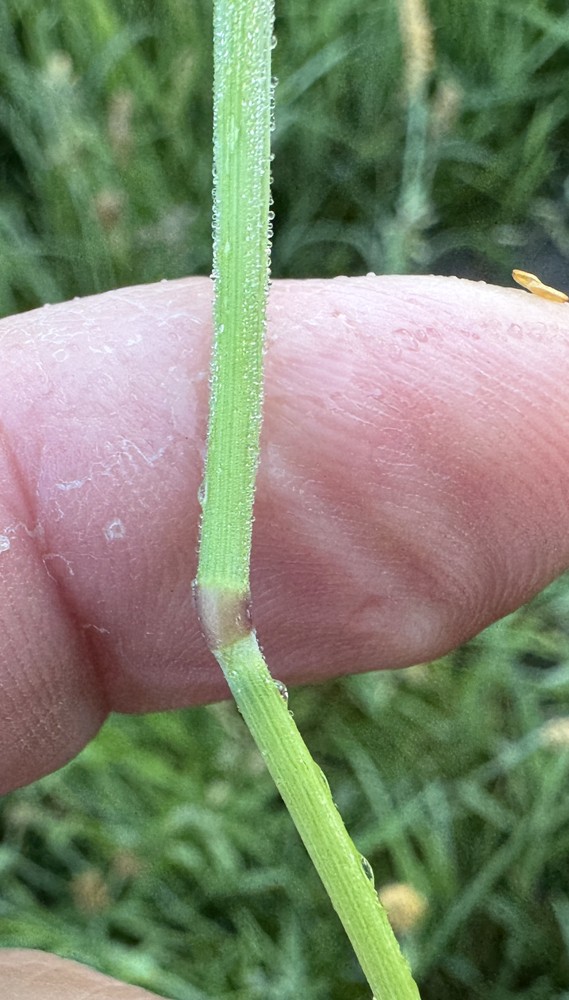 Alopecurus geniculatus (Marsh foxtail) (alternate view 8)
