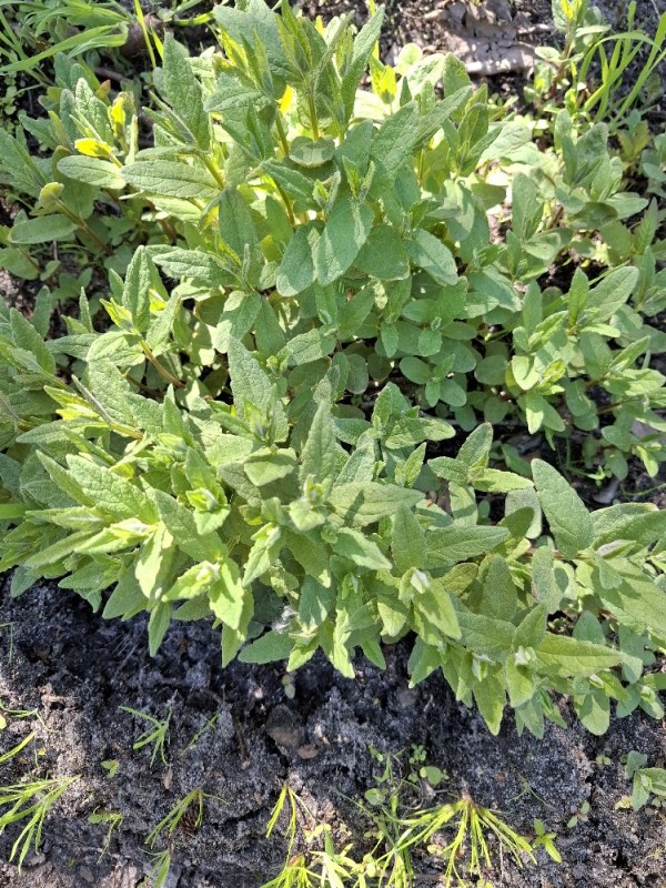 Pulicaria dysenterica (Common Fleabane) (alternate view 12)