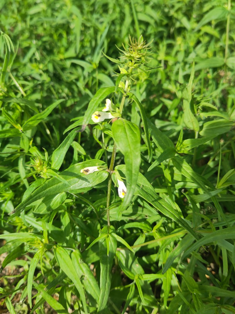 Melampyrum pratense (Common Cow-wheat) (alternate view 11)
