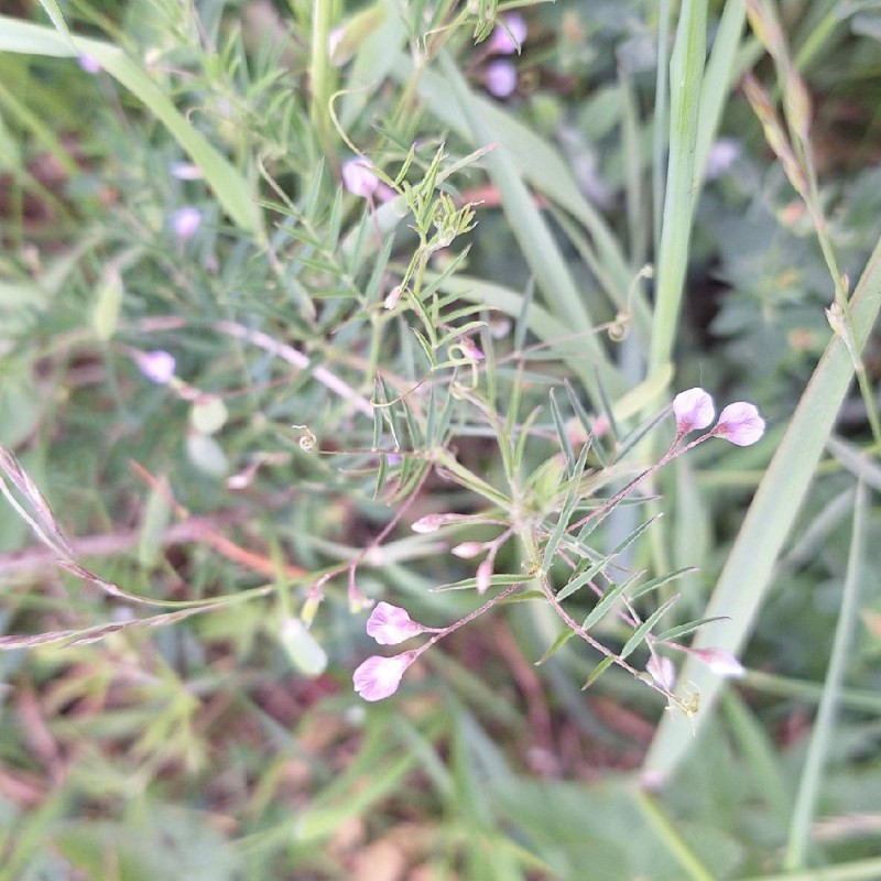 Vicia tetrasperma (Lentil Vetch) (alternate view 13)