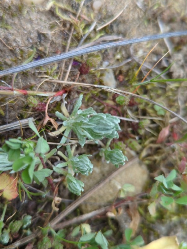 Filago germanica (Common Cudweed) (alternate view 11)